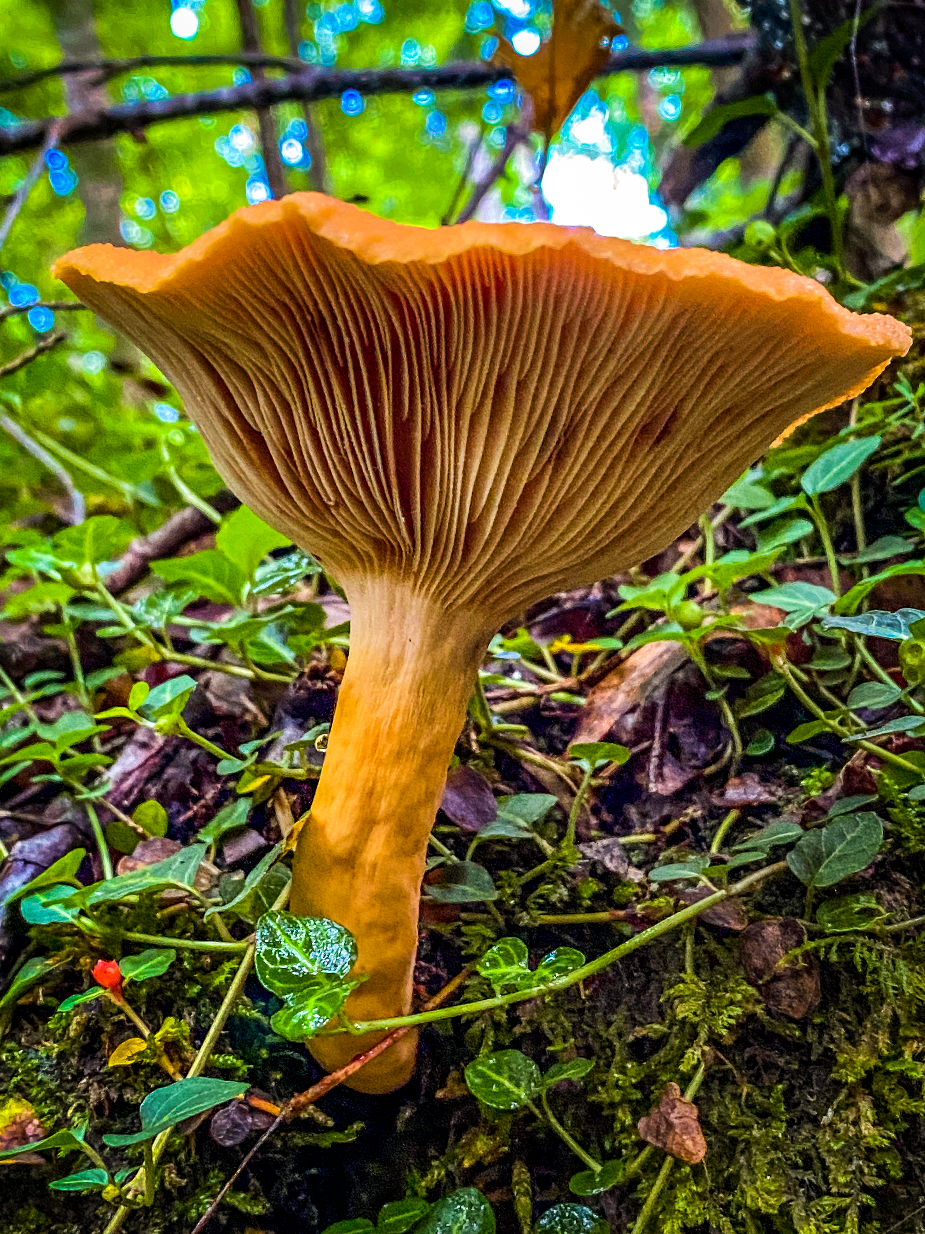 Photography — Nature